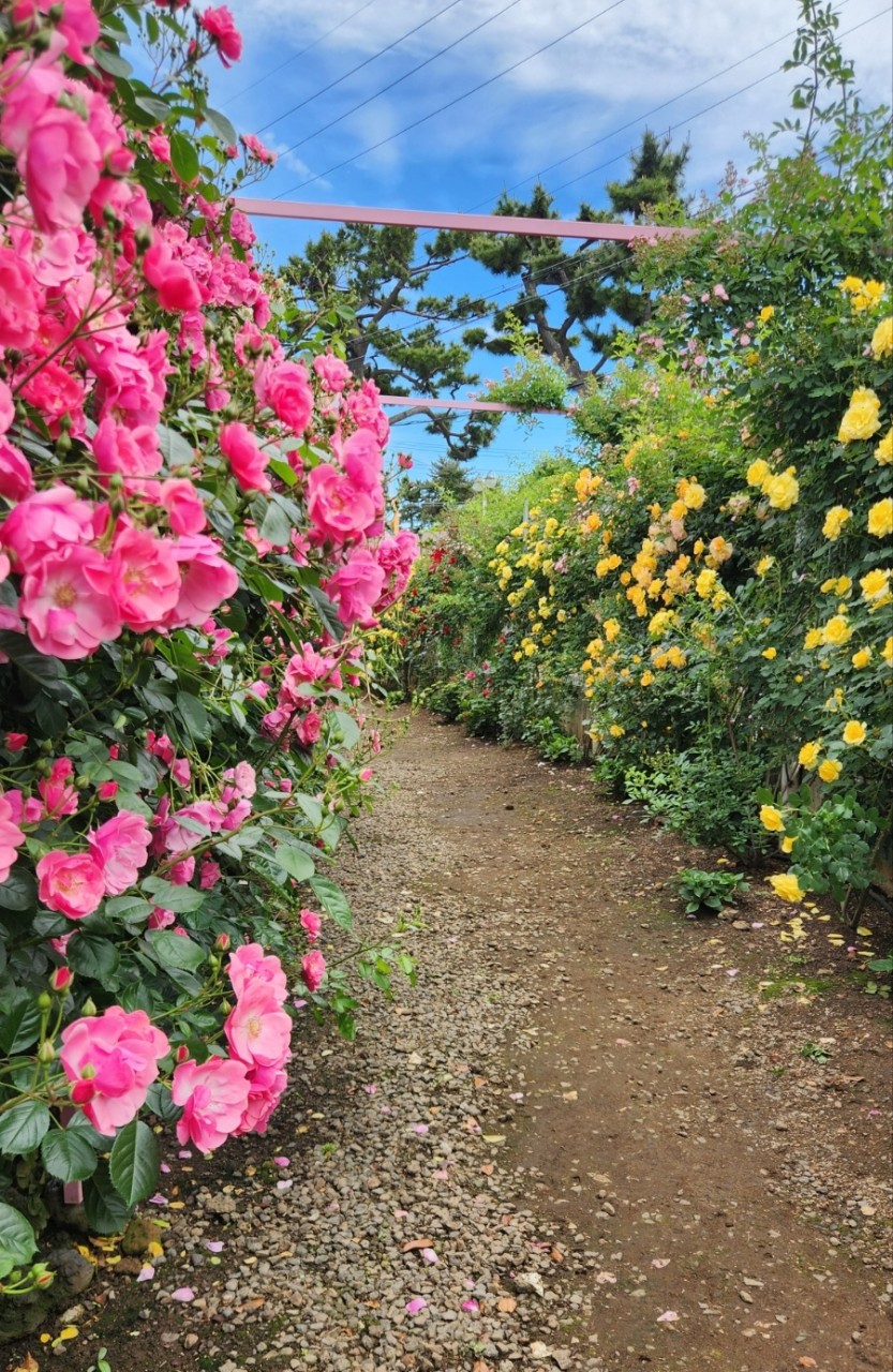 제주 아일로사 장미