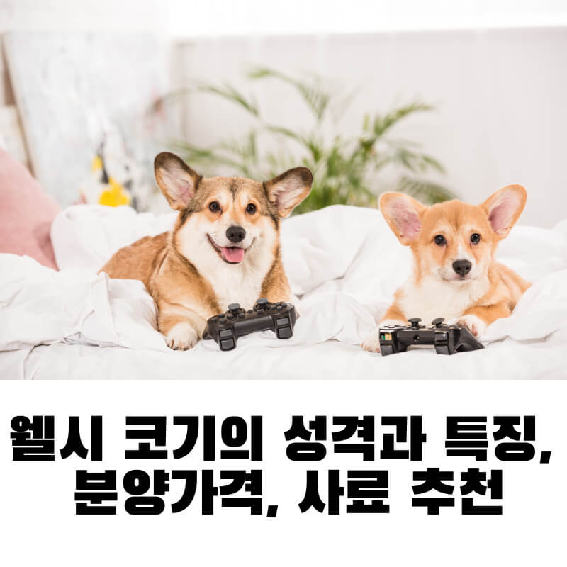 웰시 코기의 성격과 특징, 분양가격, 사료 추천