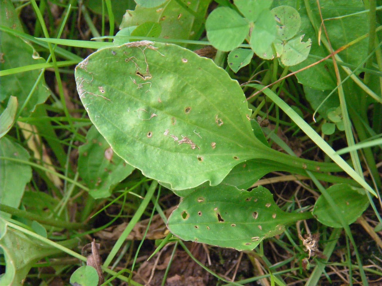plantain