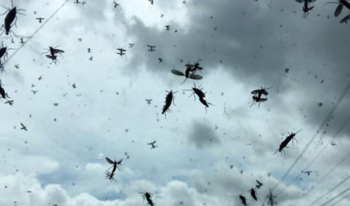 은평구 러브버그