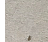 먼지다듬이 벌레