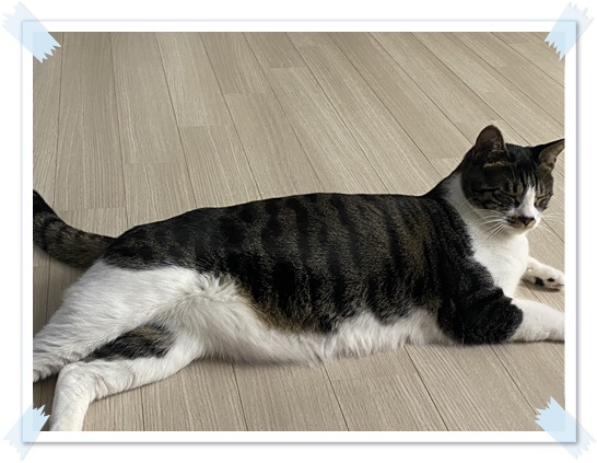 고양이-키우기-현실