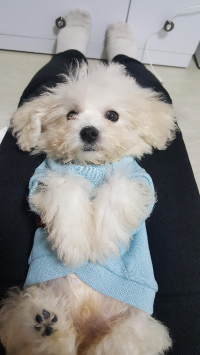 강아지 물 많이 마시는 이유, 갑자기 음수량이 늘었다면 확인할 것들