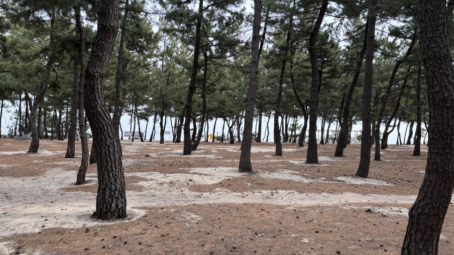  강문해변 머슬비치