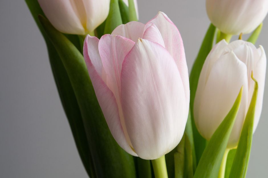 Delicate close-up of pink tulip blossoms capturing elegance and natural beauty.