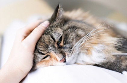 머리를 쓰다듬고 있는 기운 없는 고양이.