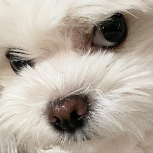 째려보는 강아지 모습