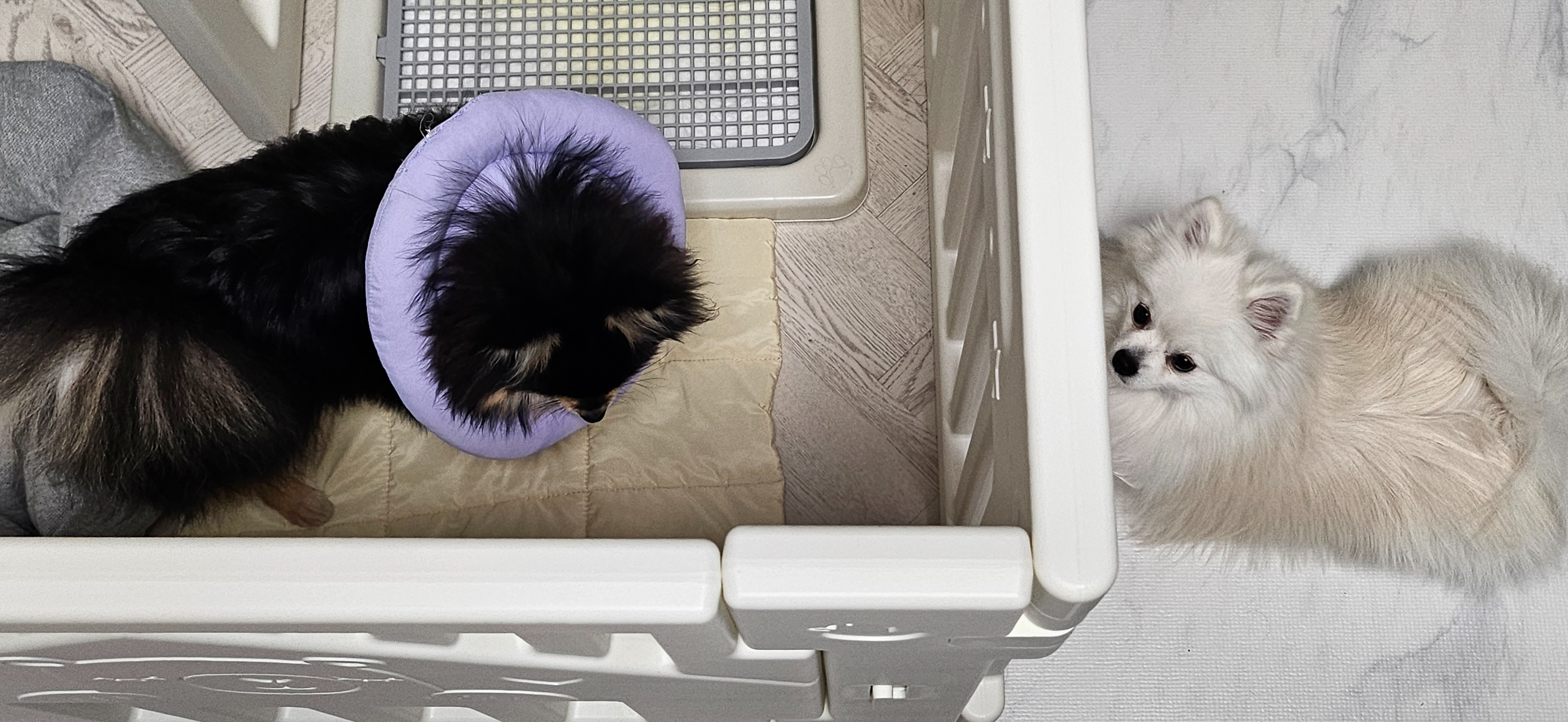 달콩이를 걱정하는 하콩