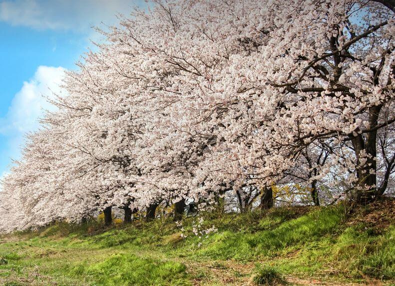 진해 벚꽃 축제
