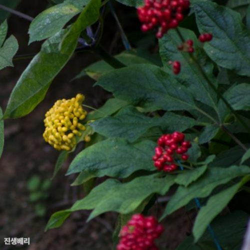 진생베리