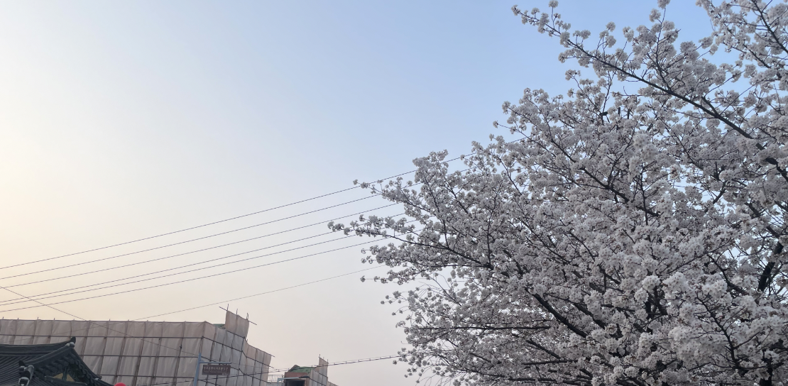벚꽃 개화시기 2025 관련