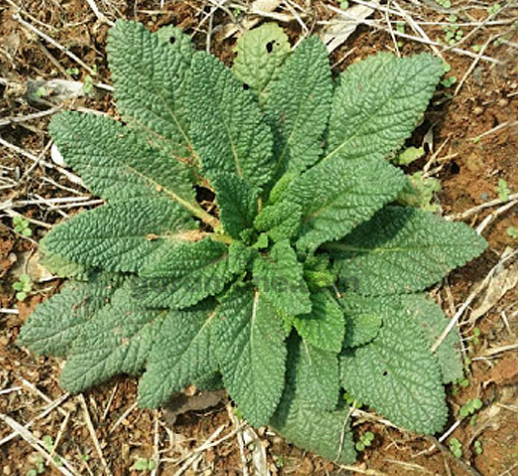 곰보배추 효능 부작용 유산균 원액 환 시럽 먹는법 씨앗 모종 재배 방법 총정리1