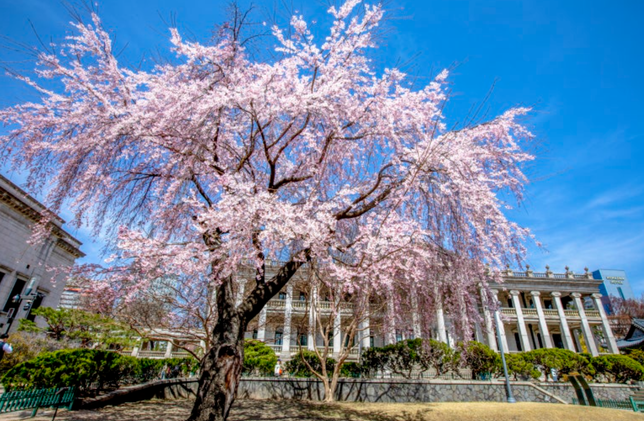 덕수궁 수양벚꽃