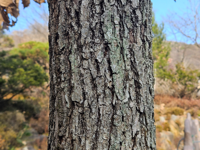 갈참나무 수피2