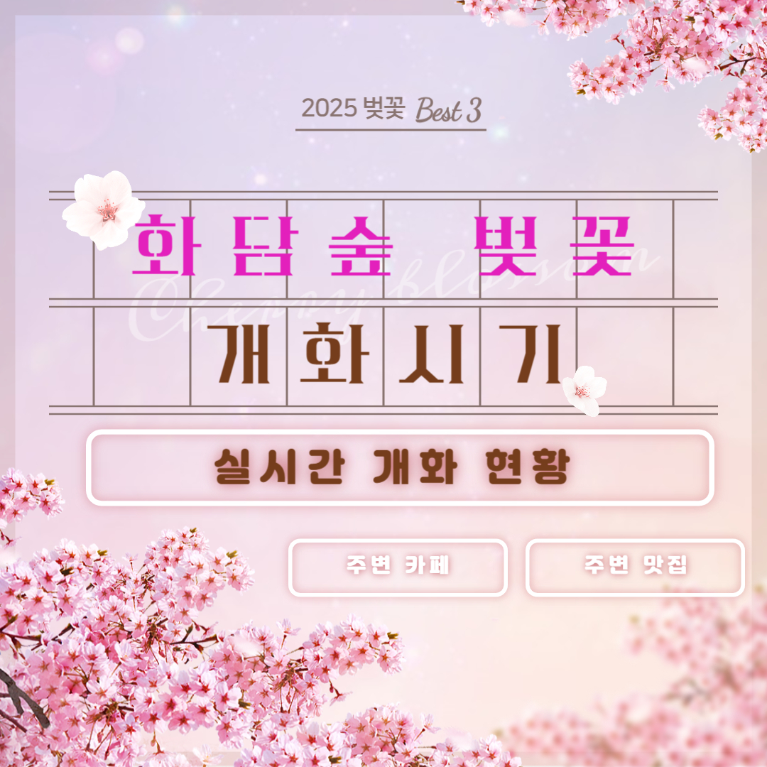 2025 화담숲 벚꽃 개화 시기 실시간 현황