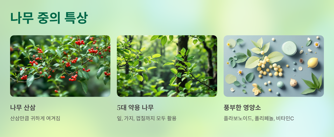 나무 산삼이라고 불린 이유