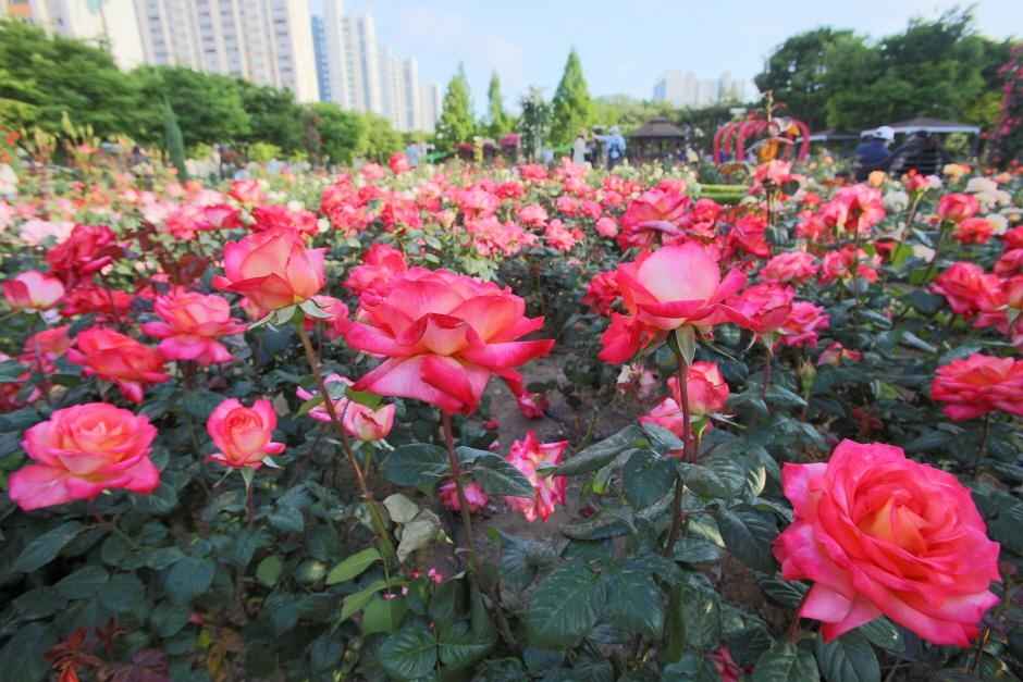 대구 이곡장미공원