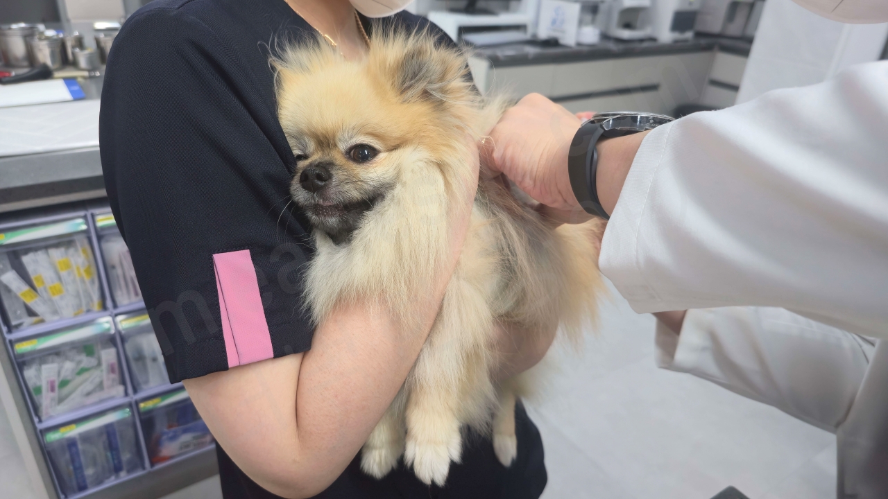 강아지 심장사상충 주사 맞는 모습