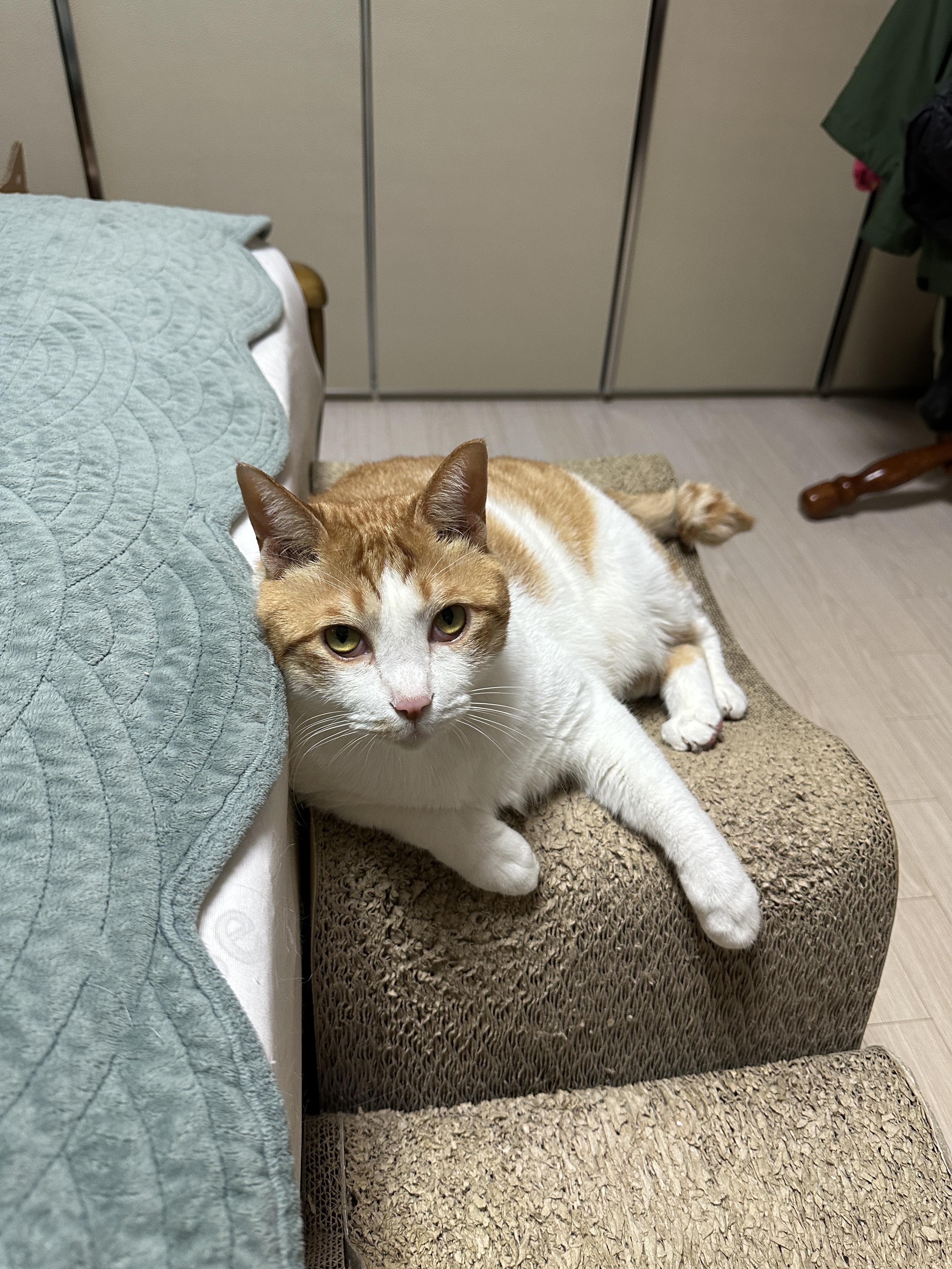 너무_이쁜_우리_막둥이