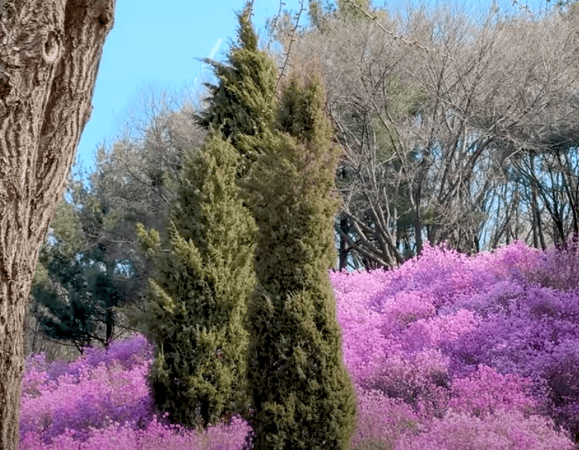 부천 원미산 진달래 동산
가는 길