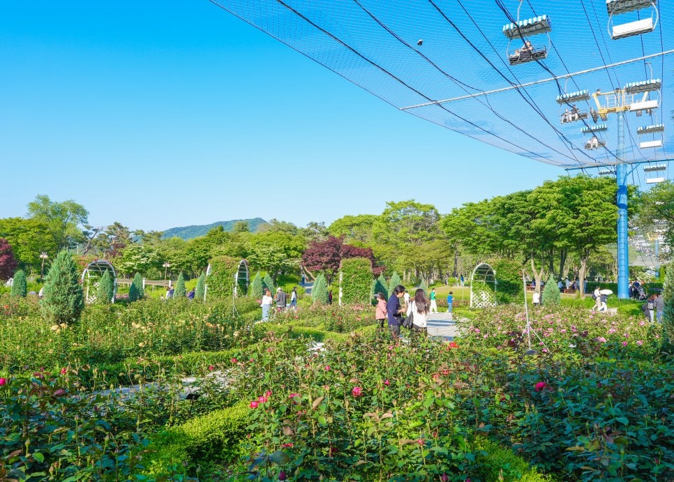 서울대공원 장미축제