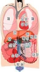오장육부란