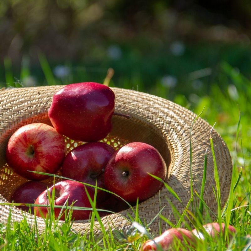 사과가 건강에 미치는 5가지 효과