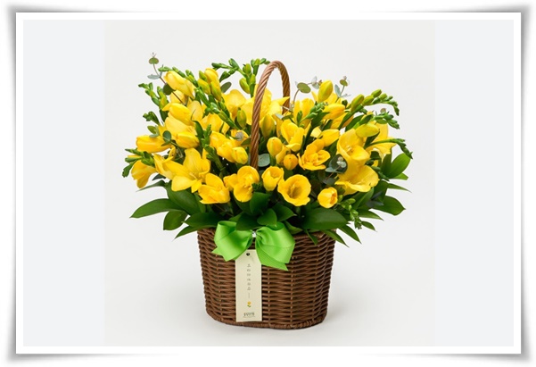 "프리지아" 봄을 알리는 황금빛 향기, 그 매력과 재배의 모든 것!