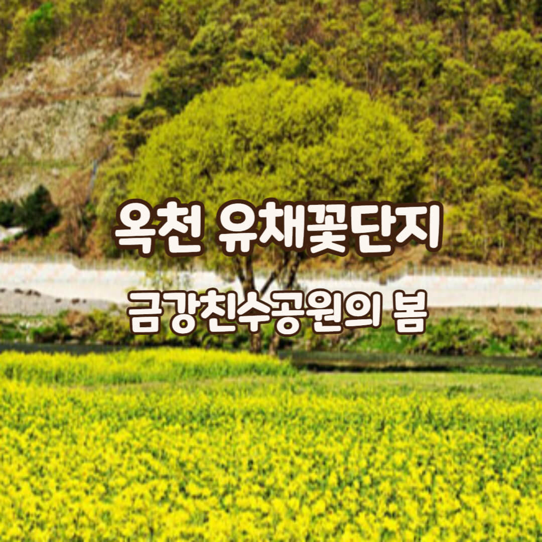 유채꽃단지