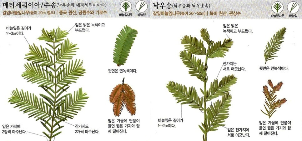 메타세콰이어 낙우송 비교 차이점