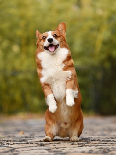 행복해 보이는 강아지 사진