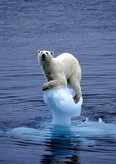 한줌-얼음위에-위태롭게-올라가있는-북극곰