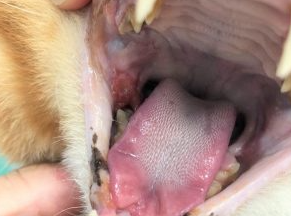 왼쪽 안쪽 잇몸 부위의 염증