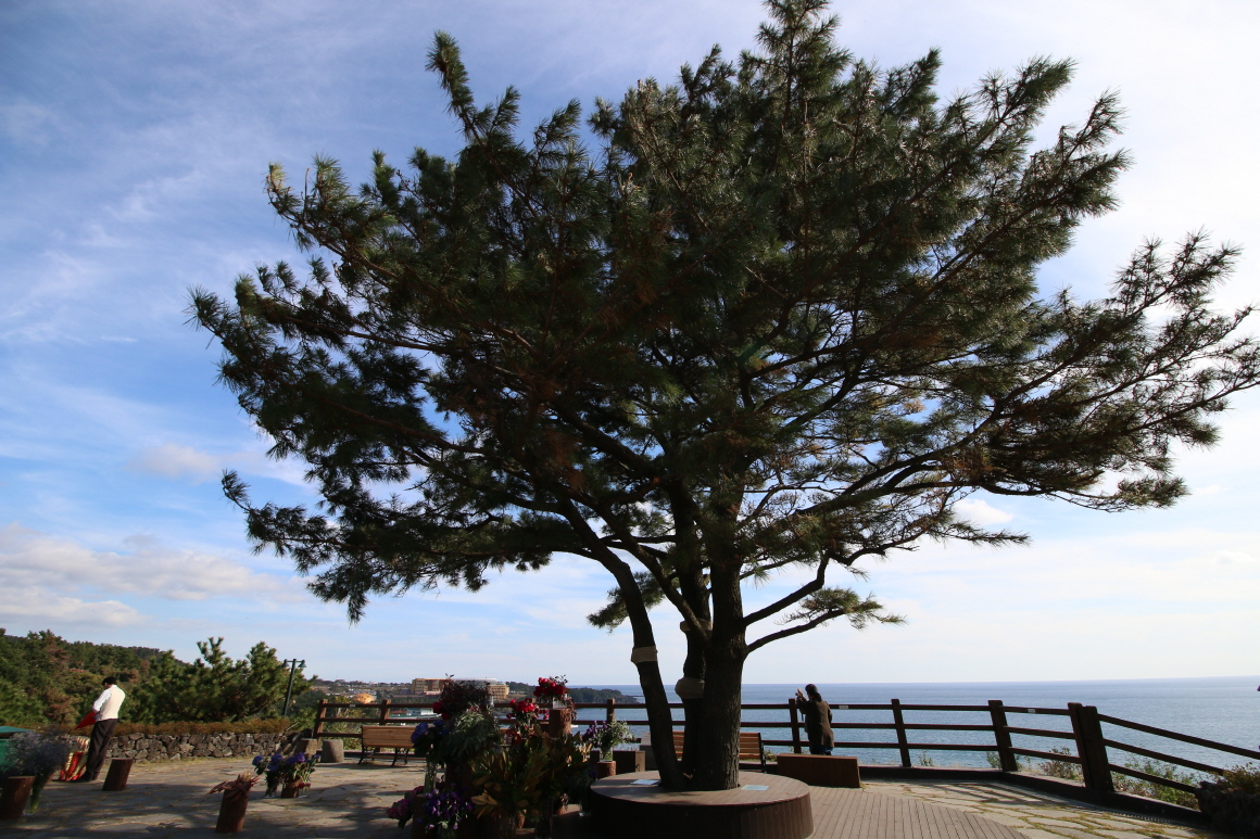 설연휴 제주도여행