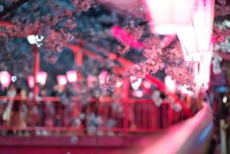 2025년 서울 벚꽃개화시기 예측(+서울 벚꽃 명소추천)