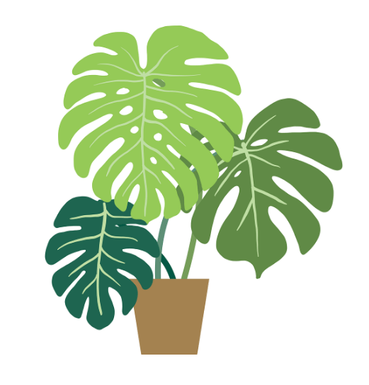 몬스테라 식물 키우기 관리 방법