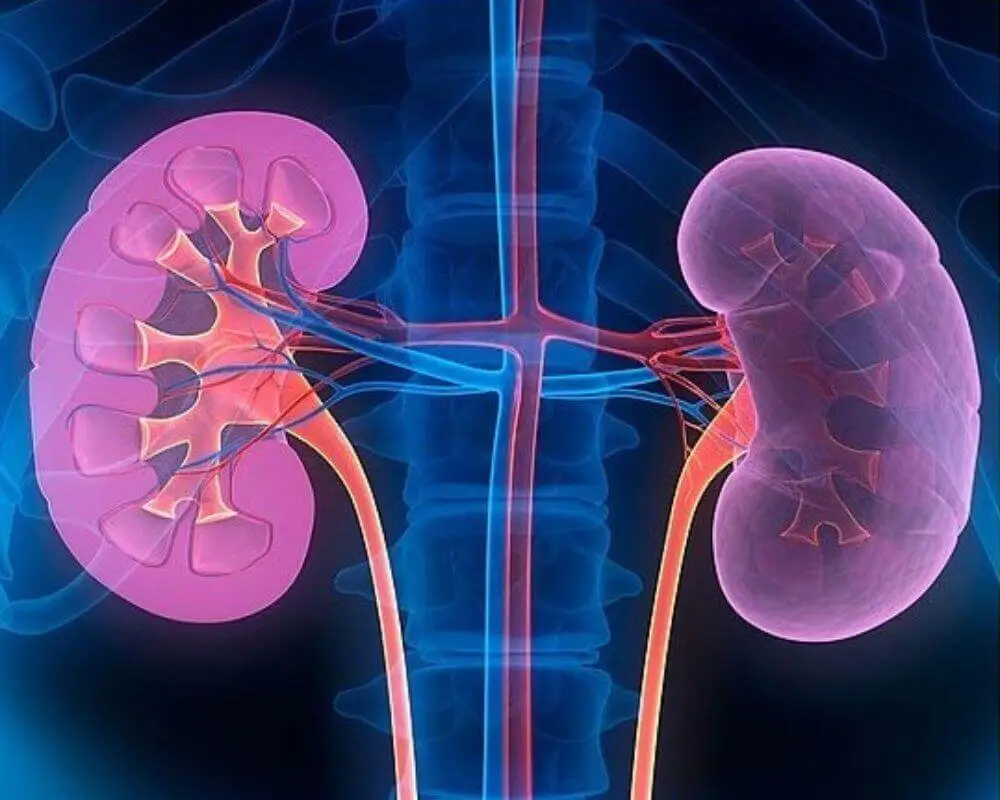 신장(콩팥, Kidney) 이미지