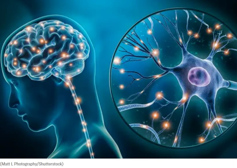 기억력과 인지력 향상시킬 수 있는 4가지 과일 4 Common Fruits Could Improve Memory and Cognitive Issues: Global Study