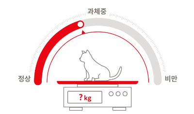 반려인이 경험해 본 고양이 사료 바꾸는 방법 특히 갑자기 바꾸면 안 되는 이유와 안전한 급여 방법 알려드립니다