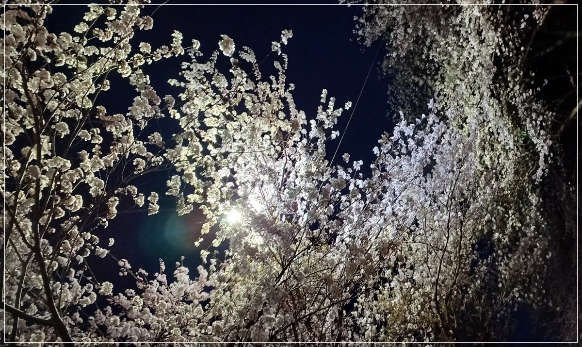 밤의-벚꽃-달빛-황령산