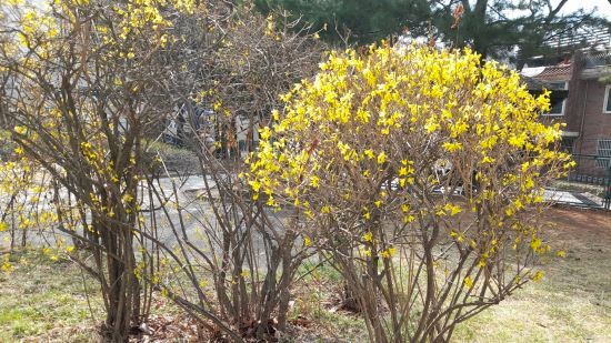 개나리-전지전정-가지치기-시기-방법