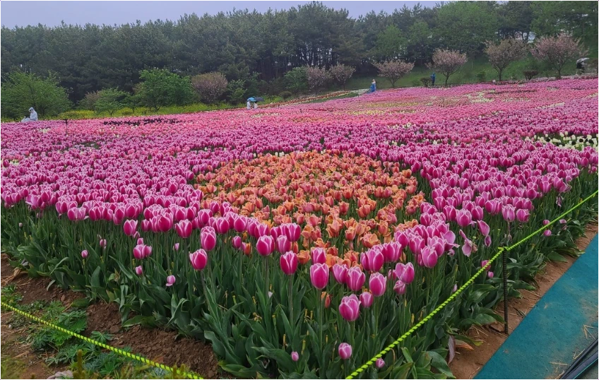 2025-태안-세계-튤립-꽃박람회