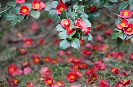 서천 동백꽃 주꾸미축제