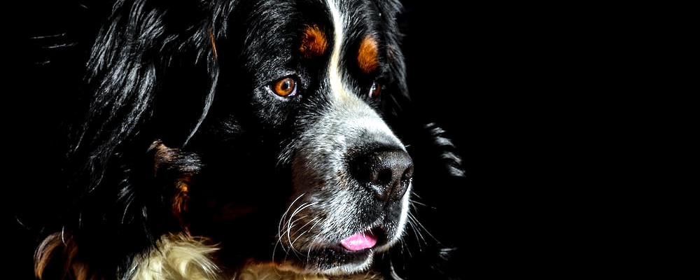 강아지에게 안돼! 가르치는 방법 11