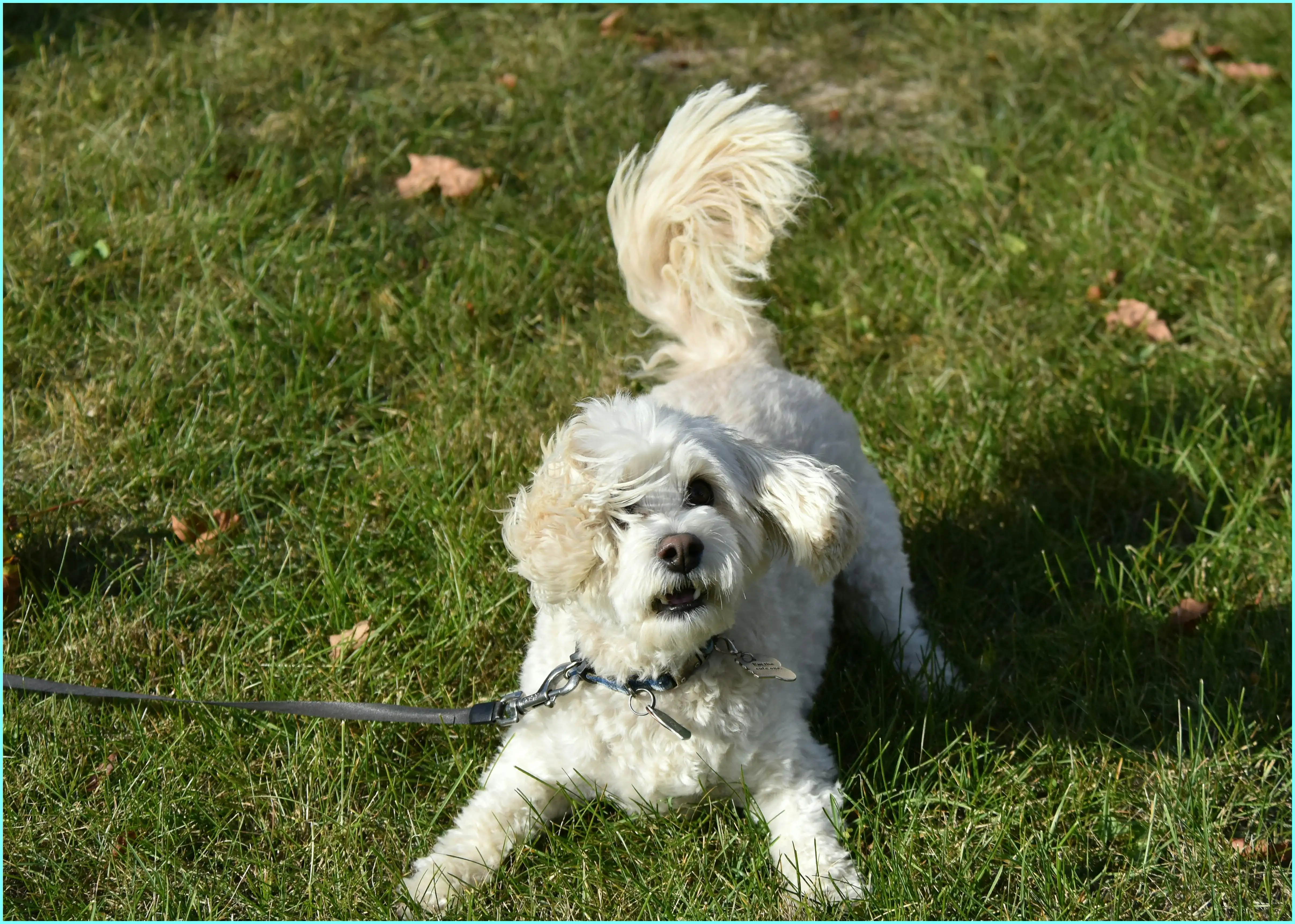 강아지 감 먹어도 되나요? 안전하게 먹이는 방법과 주의점
