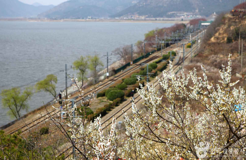 전국 매화 명소 양산 순매원 2