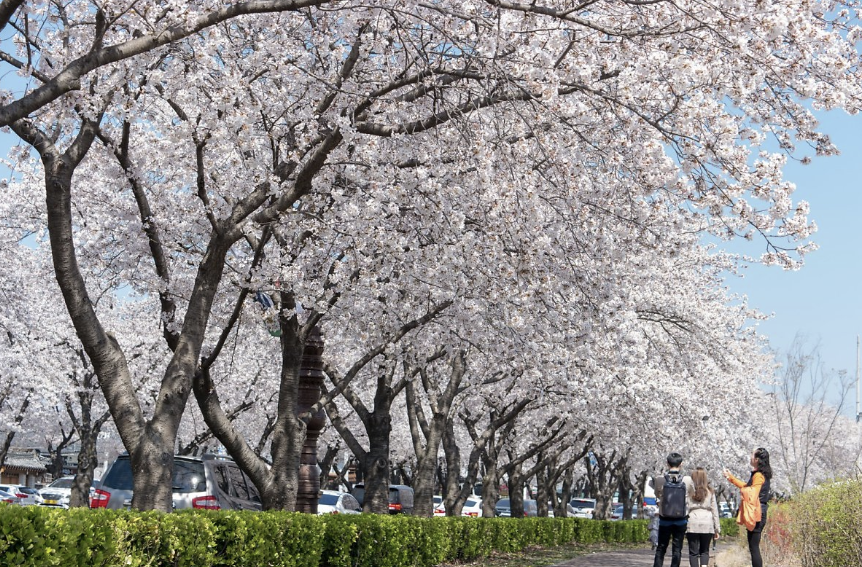 경주-벚꽃