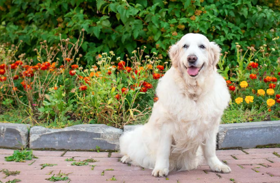 앞발로 서 있는 노견.