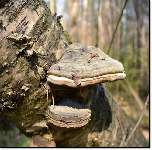 자작나무 말굽버섯 효능