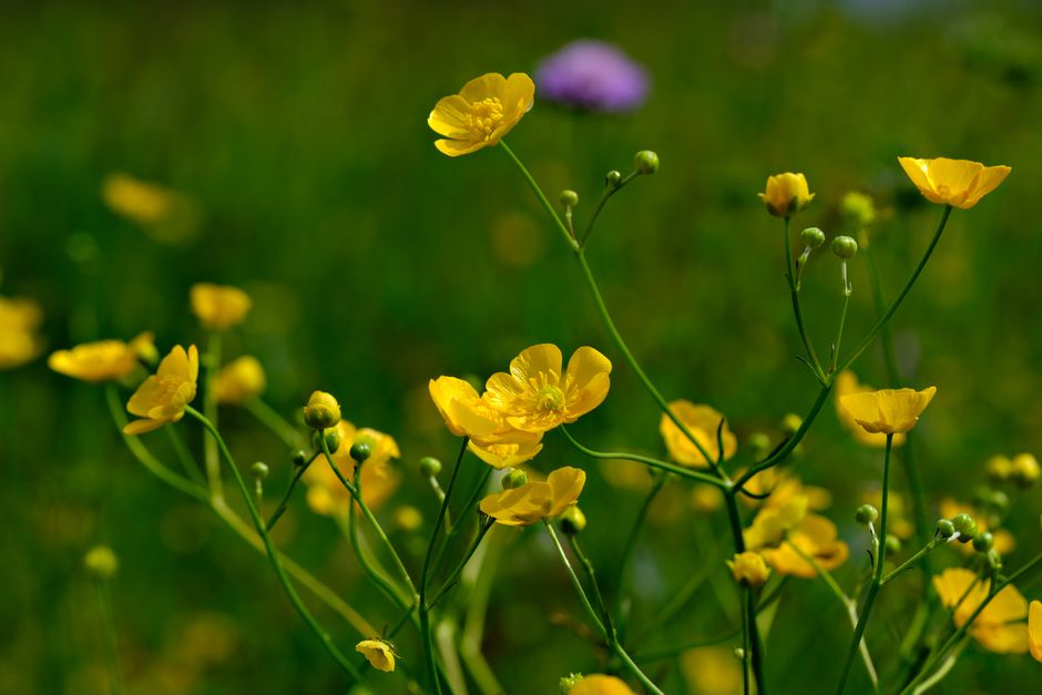 A stunning close-up of yellow buttercup flowers blooming in a green meadow under bright sunlight.